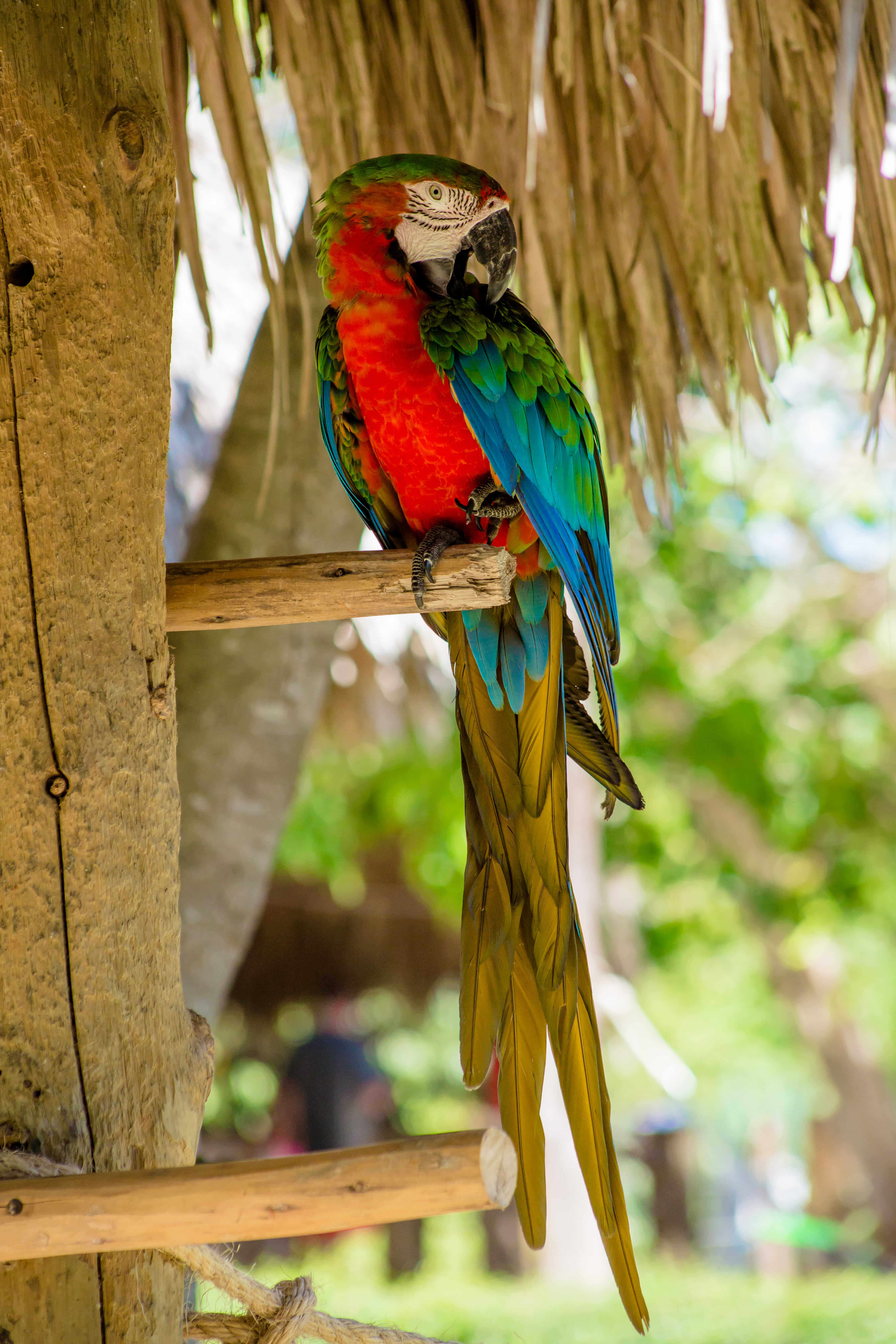 Scenic boardwalk through Cap Cana's protected forest